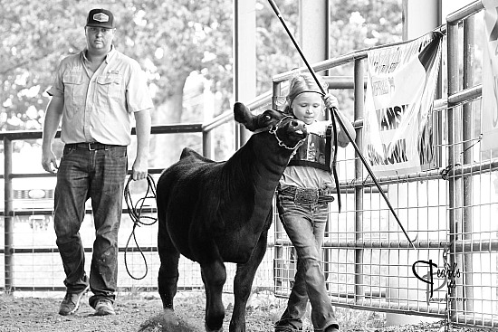 2025 Simmental Breeders Sweepstakes
