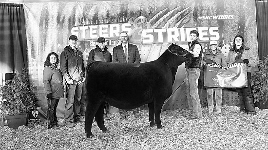 2026 MU Block and Bridle Steers and Stripes